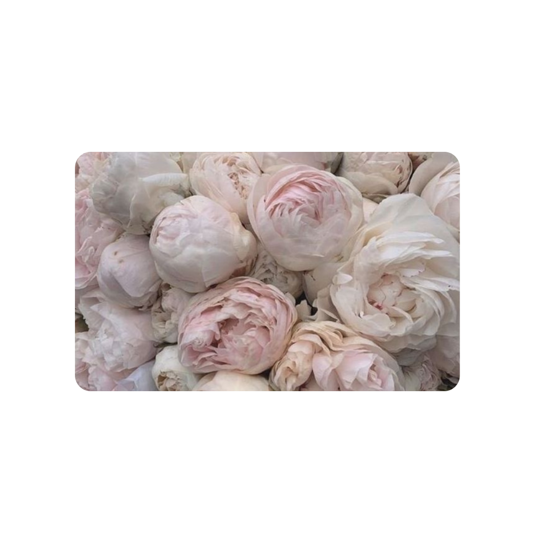 Pink Peonies