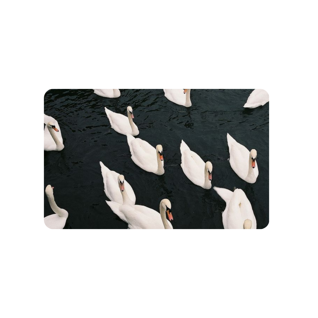 Swans