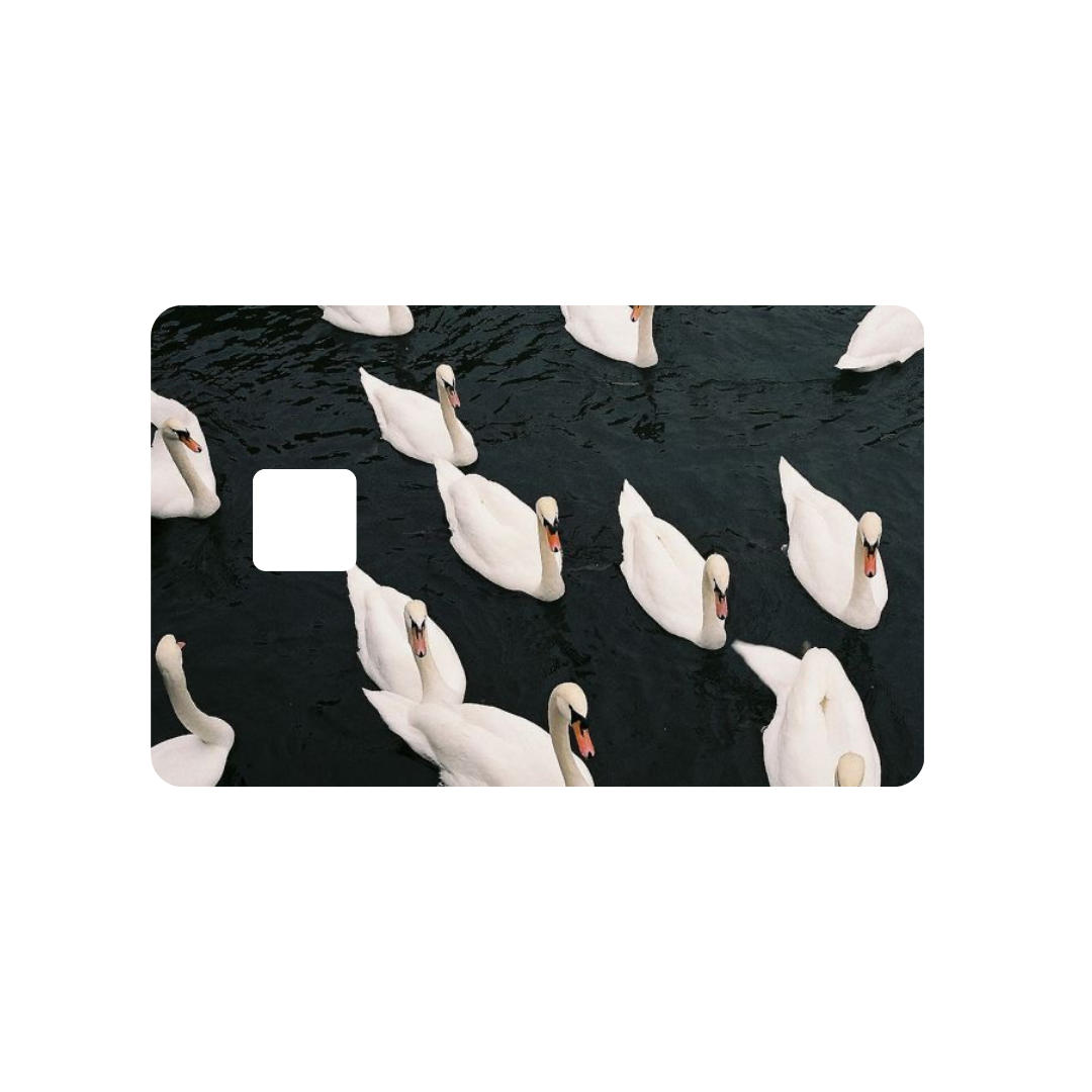 Swans