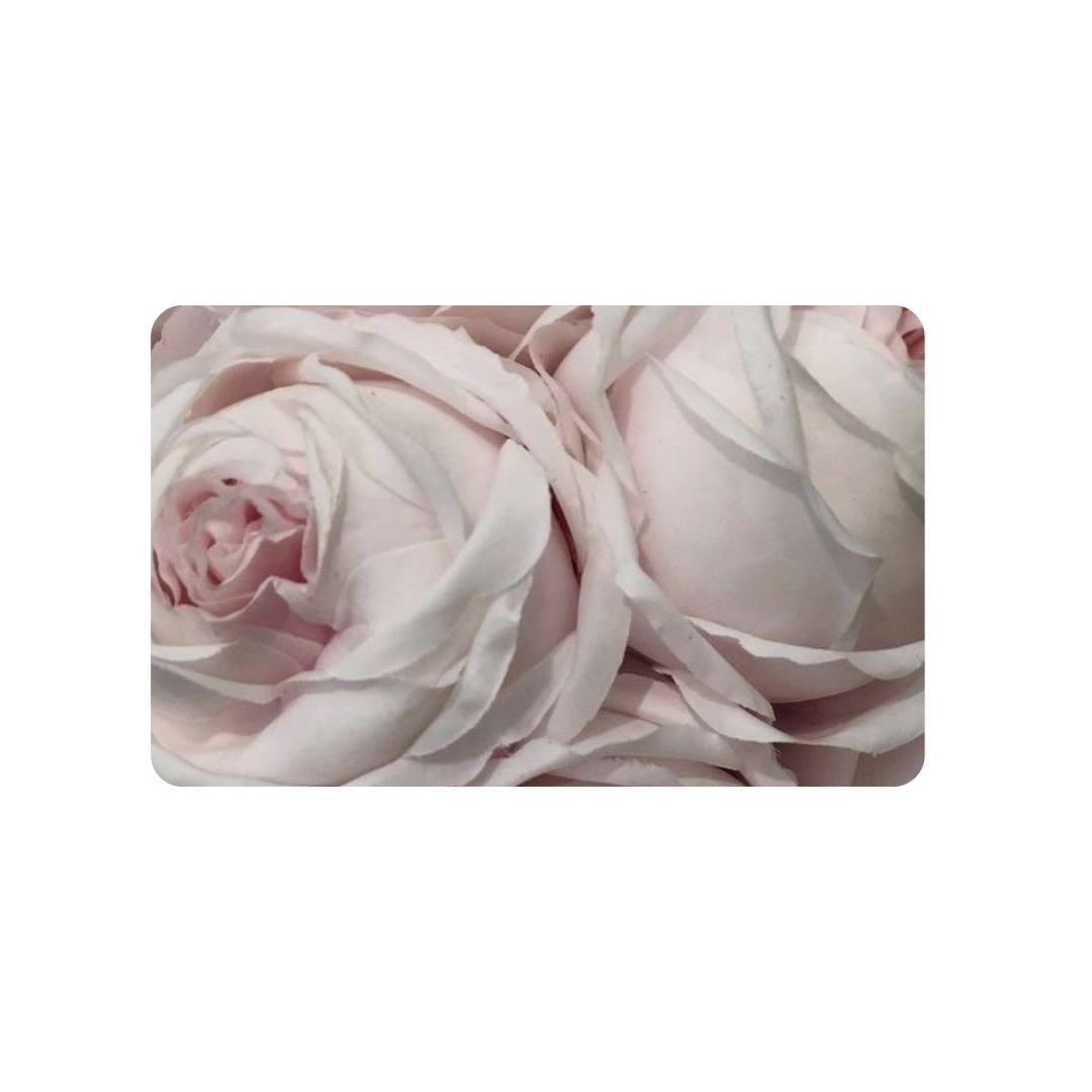 Pink Roses