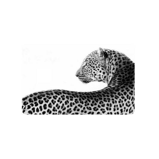 Black & White Cheetah